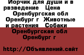 Йорчик для души и в рвзведение › Цена ­ 6 000 - Оренбургская обл., Оренбург г. Животные и растения » Собаки   . Оренбургская обл.,Оренбург г.